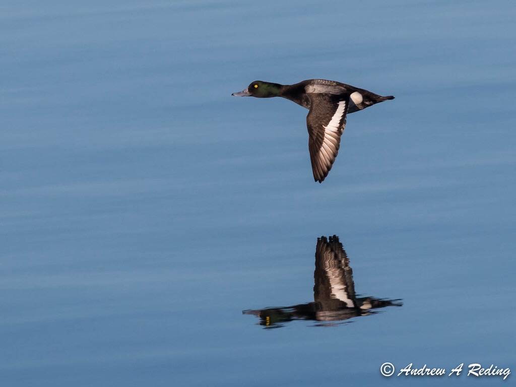 greater scaup in flight and reflection by Andrew Reding is licensed under CC BY-NC-ND 2.0.